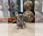 Small Photo #2 French Bulldog Puppy For Sale in HILTON, NY, USA
