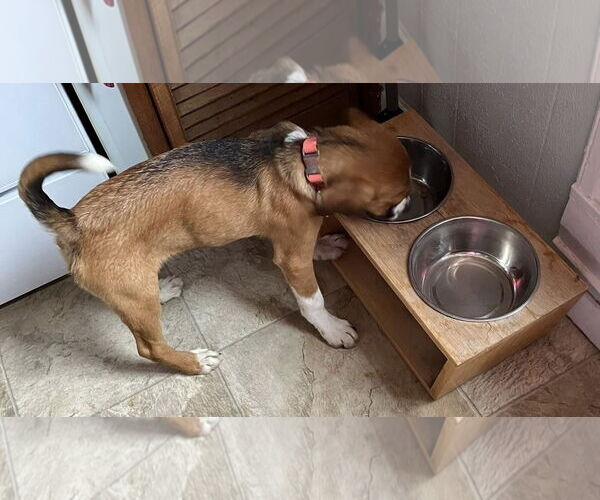 Medium Photo #11 Boxer-Unknown Mix Puppy For Sale in Burnsville, MN, USA