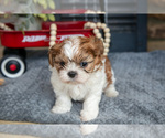 Small Photo #4 Shih Tzu Puppy For Sale in CHRISTIANA, PA, USA