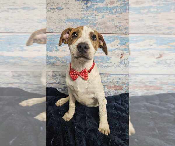 Medium Photo #3 American Bulldog-Unknown Mix Puppy For Sale in Lakewood, CO, USA