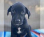 Small #4 Labrador Retriever Mix