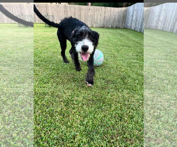 Medium Photo #2 Mutt Puppy For Sale in Shreveport, LA, USA