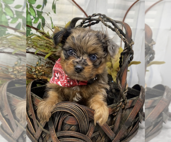 Medium Photo #9 Shorkie Tzu Puppy For Sale in SELLERSBURG, IN, USA