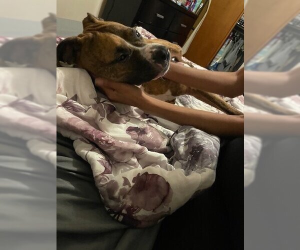 Medium Photo #2 American Staffordshire Terrier-Unknown Mix Puppy For Sale in COLUMBIA, MD, USA