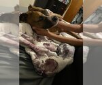 Small #1 American Staffordshire Terrier Mix