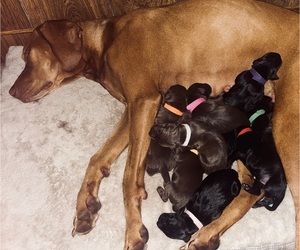 Vizsla-Weimaraner Mix Puppy for Sale in RIDGEWAY, Wisconsin USA