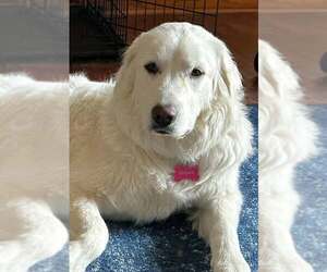 Sugar - Female Great Pyrenees Dog for Adoption