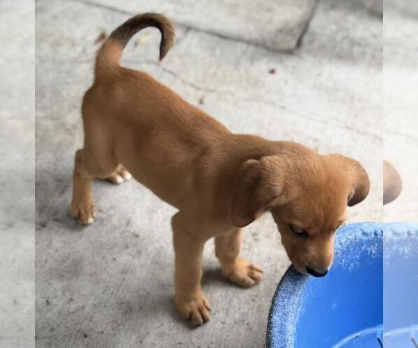 Medium Photo #4 Labbe Puppy For Sale in Yardley, PA, USA