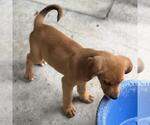 Small #3 Labbe