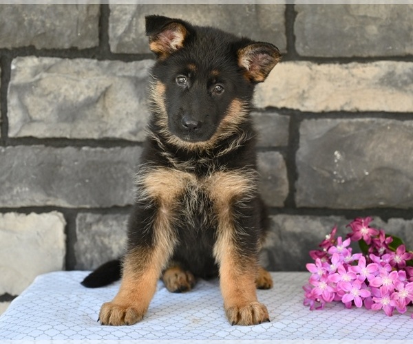 Medium Photo #1 German Shepherd Dog Puppy For Sale in MILLERSBURG, OH, USA