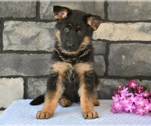 German Shepherd Dog Puppy for sale in MILLERSBURG, OH, USA