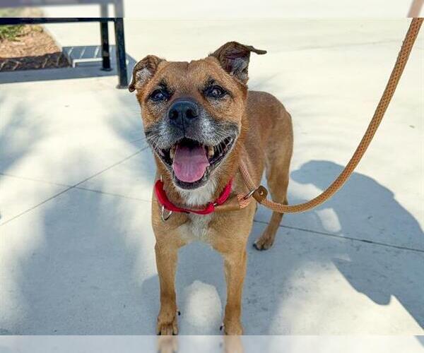 Medium Photo #1 American Pit Bull Terrier-Unknown Mix Puppy For Sale in Orange, CA, USA