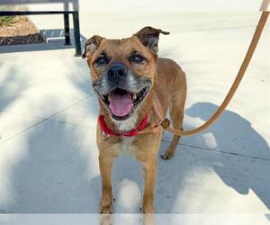 American Pit Bull Terrier-Unknown Mix Dogs for adoption in Orange, CA, USA