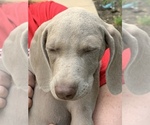 Small Photo #5 Weimaraner Puppy For Sale in WHITE HALL, AR, USA
