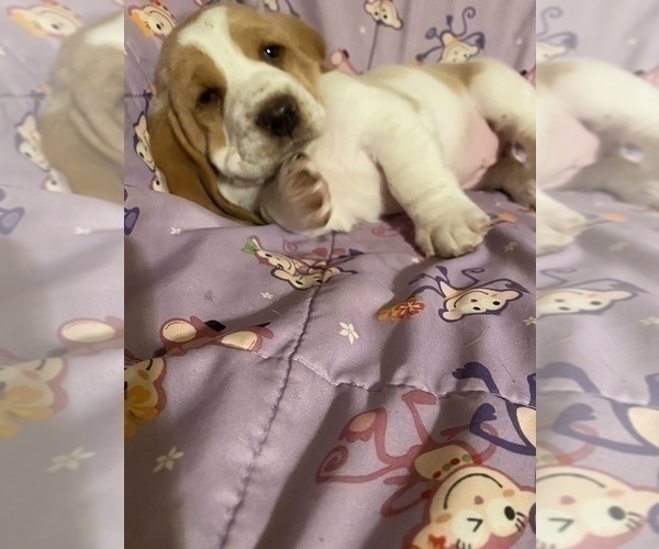Medium Photo #8 Basset Hound Puppy For Sale in GREENLEAF, WI, USA