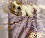 Small Photo #8 Basset Hound Puppy For Sale in GREENLEAF, WI, USA