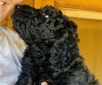 Small Photo #3 Poodle (Standard) Puppy For Sale in WHEELERSBURG, OH, USA