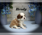 Small #1 Cavalier King Charles Spaniel