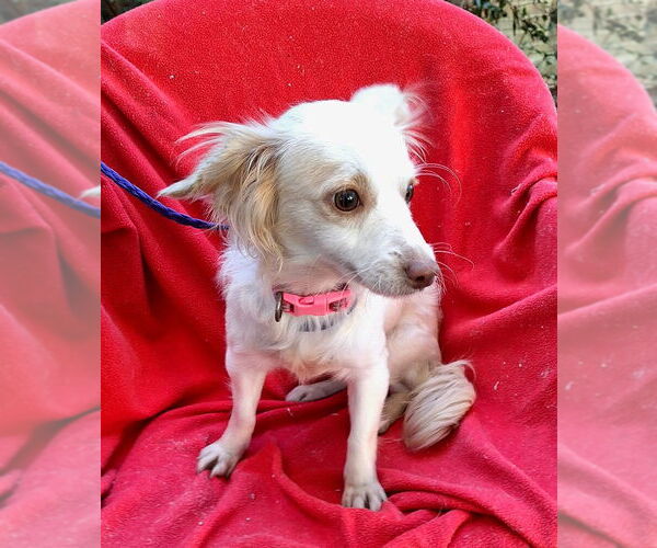 Medium Photo #3 Dachshund-Unknown Mix Puppy For Sale in Missouri City, TX, USA