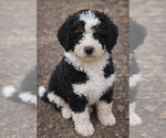 Puppy Finn Bernedoodle