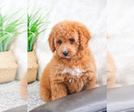 Small Photo #7 Goldendoodle Puppy For Sale in SYRACUSE, IN, USA