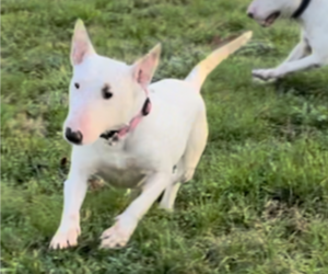 Mother of the Bull Terrier puppies born on 03/19/2023