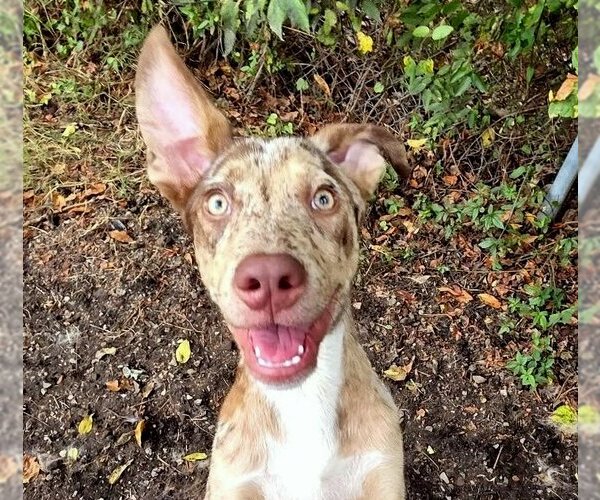 Medium Photo #1 Catahoula Leopard Dog-Unknown Mix Puppy For Sale in Anniston, AL, USA