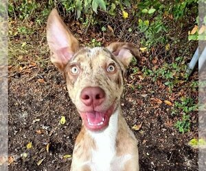 Ryder - Male Catahoula Leopard Dog-Unknown Mix Dog for Adoption