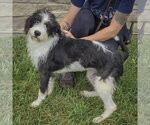 Small Photo #4 Border Collie-Unknown Mix Puppy For Sale in Huntley, IL, USA