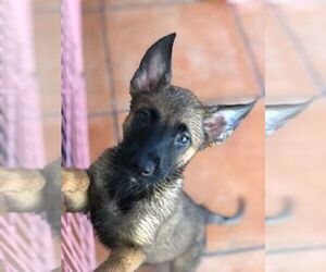 Belgian Malinois Puppy for sale in HIALEAH, FL, USA