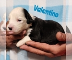 Small Photo #6 Sheepadoodle Puppy For Sale in EASLEY, SC, USA