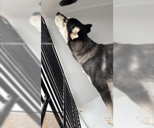 Medium Photo #1 Siberian Husky Puppy For Sale in Houston, TX, USA