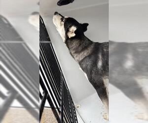 Siberian Husky Dogs for adoption in Houston, TX, USA