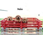 Small #5 Labrador Retriever