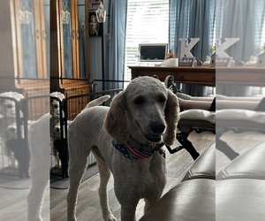 Father of the Goldendoodle puppies born on 05/12/2025