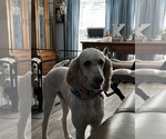 Small Photo #1 Goldendoodle Puppy For Sale in PORTLAND, TN, USA