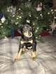 Small Photo #5 Doberman Pinscher Puppy For Sale in WICHITA, KS, USA