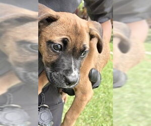 Boxer Dogs for adoption in Houston, TX, USA
