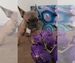 French Bulldog Puppy for sale in BRADENTON, FL, USA