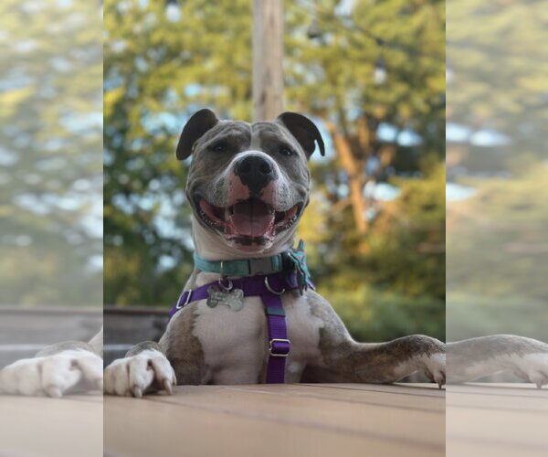 Medium Photo #1 American Pit Bull Terrier Puppy For Sale in Alexandria, VA, USA