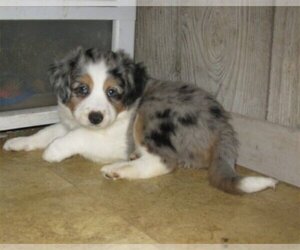 Australian Shepherd Puppy for sale in CAMPBELL, MN, USA