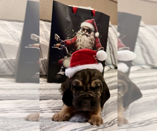 Medium Photo #10 Bloodhound Puppy For Sale in LITTLETON, CO, USA