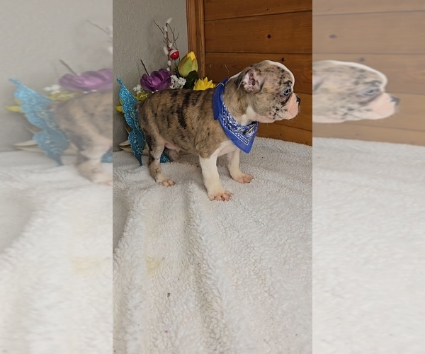 Medium Photo #5 Boston Terrier Puppy For Sale in JASONVILLE, IN, USA