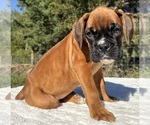 AKC Art - Male Boxer Puppy for Sale - Photo #8