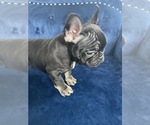 Small Photo #36 French Bulldog Puppy For Sale in WOODLAND HILLS, CA, USA