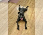 Small #1 American Staffordshire Terrier-Labrador Retriever Mix