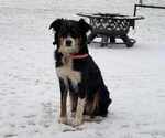 Small Photo #1 Australian Shepherd Puppy For Sale in SALISBURY, PA, USA