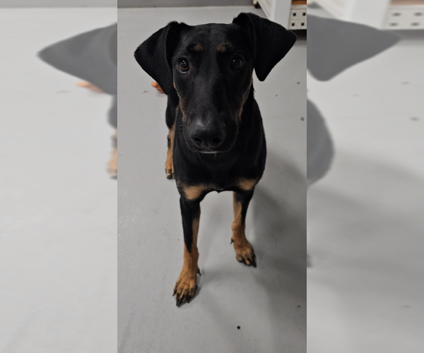 Medium Photo #12 Doberman Pinscher Puppy For Sale in Studio City, CA, USA