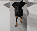 Small #11 Doberman Pinscher