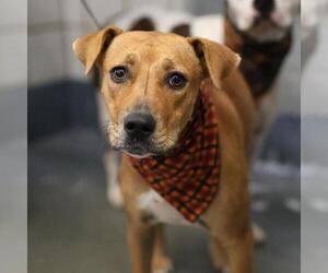 Mutt Dogs for adoption in San Antonio, TX, USA